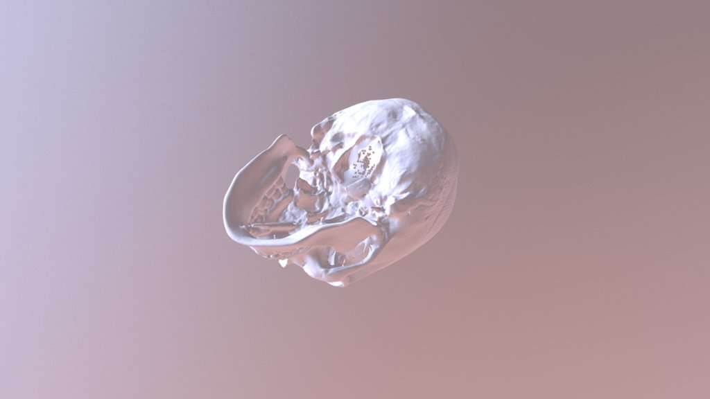 Anatomy Skull (Pro Scan)