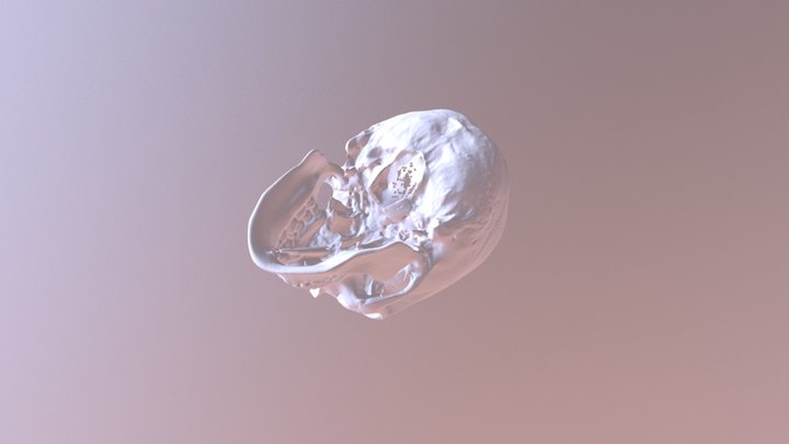 Anatomy Skull (Pro Scan) 3D Model