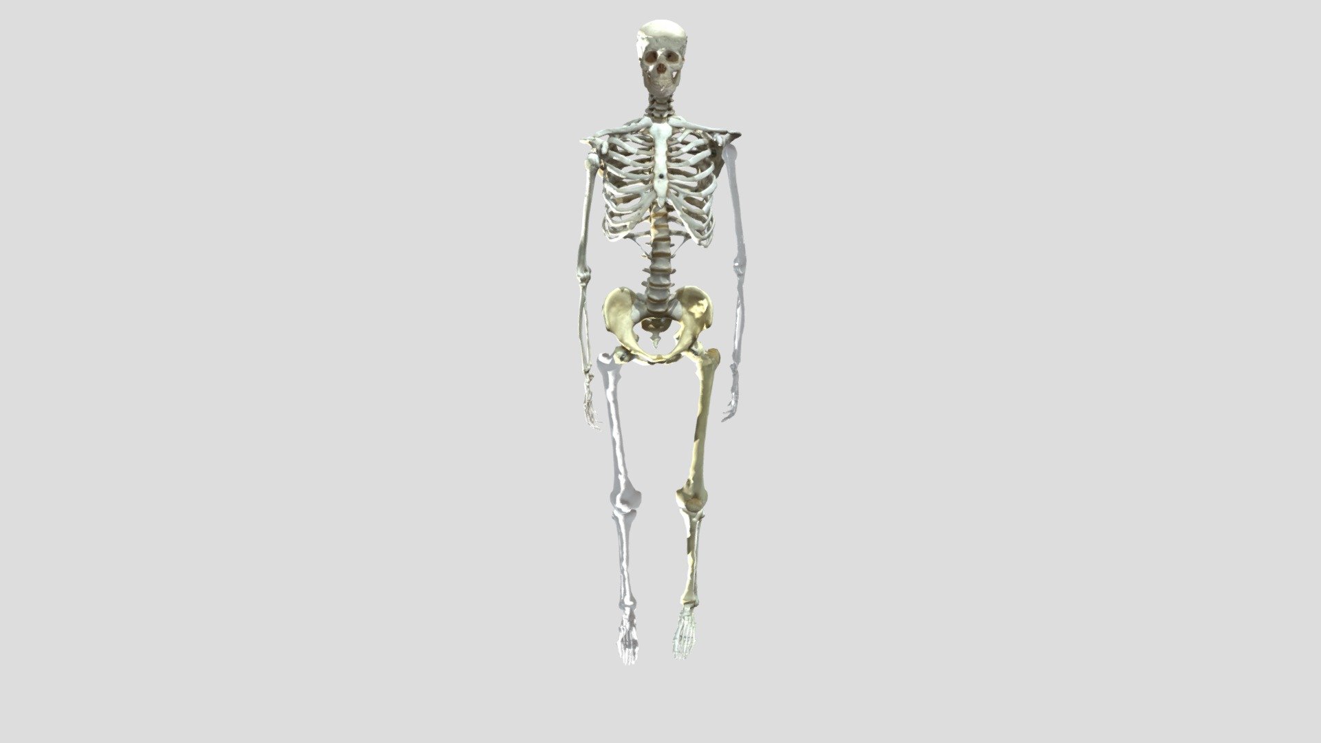 ヒト骨格標本2 - 3D model by hokkyodai.biology (@hokkyodai.biology