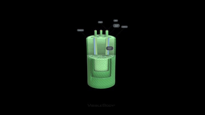 monocot-stem 3D Model