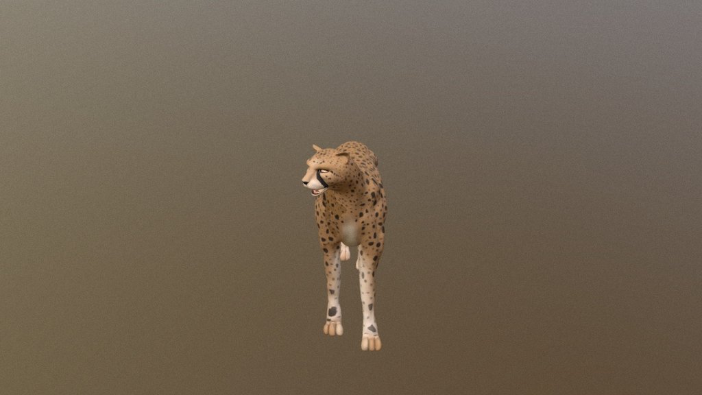 Cheetah