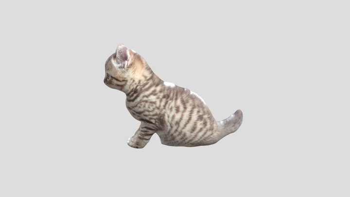 貓 3D Model