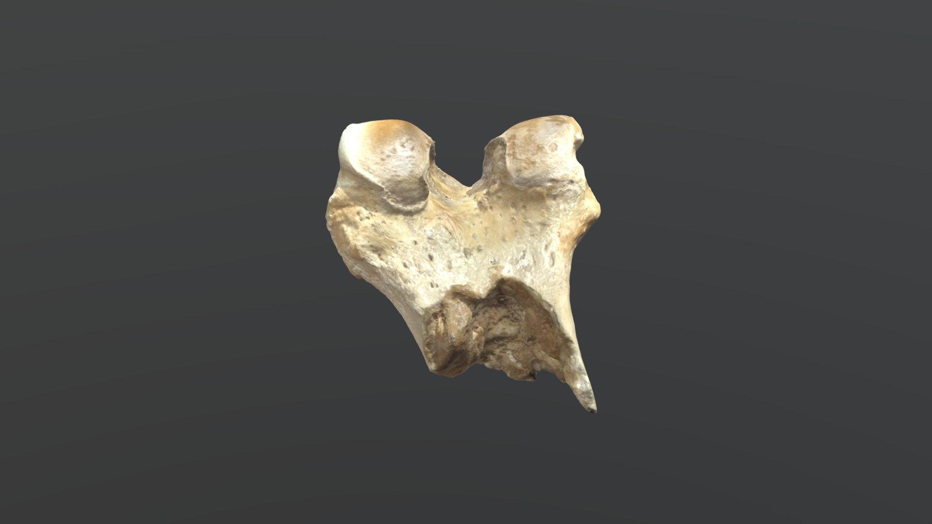 Artec Micro II - Bone with colour - 3D model by 3dscanservice [725bc91 ...