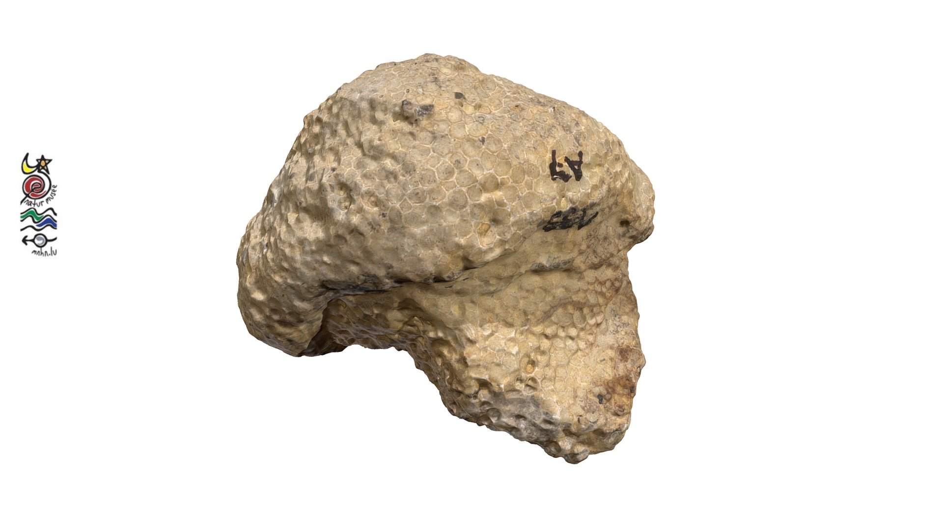 Fossil Coral