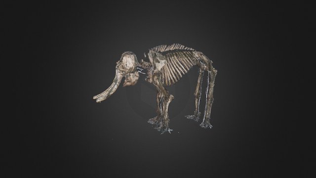 Asian Elephant skeleton (Point Cloud) 3D Model