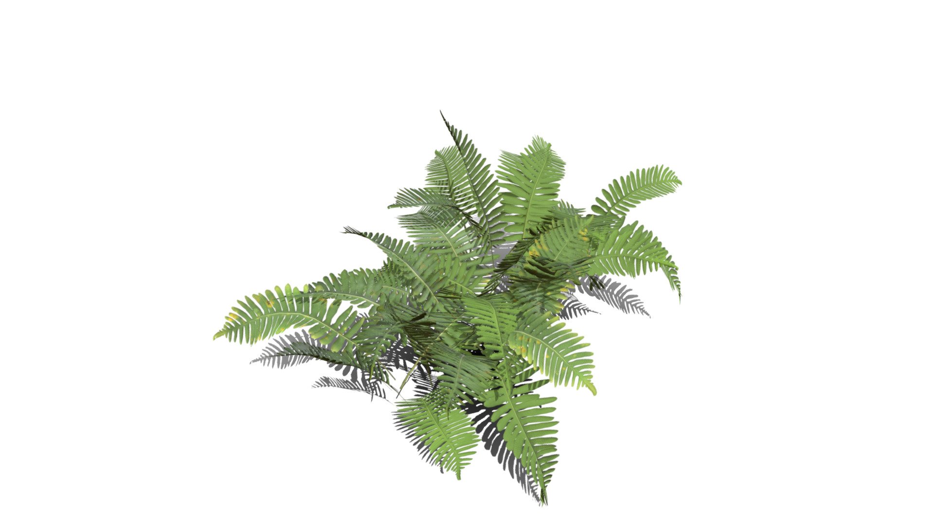 Realistic HD Common polypody fern (38/55) - Buy Royalty Free 3D model ...