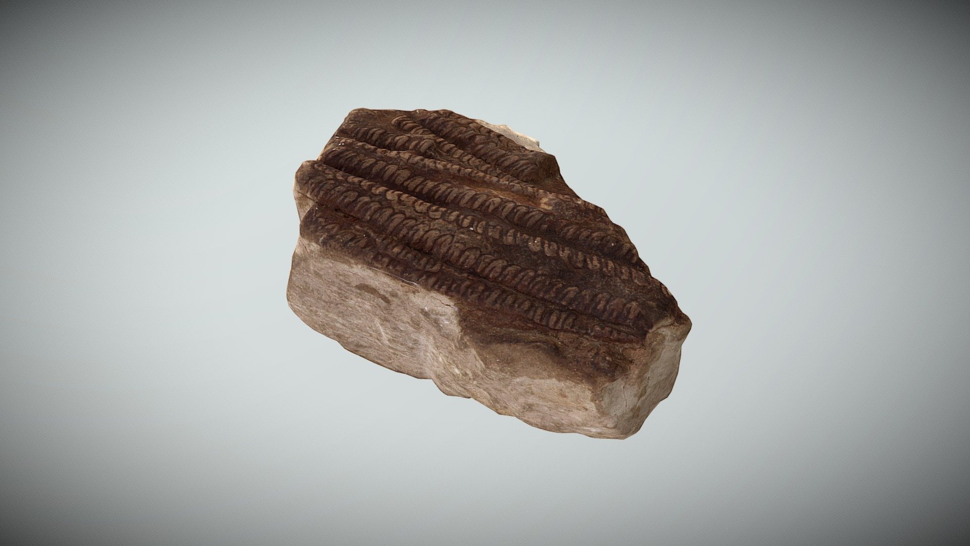 Fossil Weichselia Mantelli Tree Fern -Cretaceous