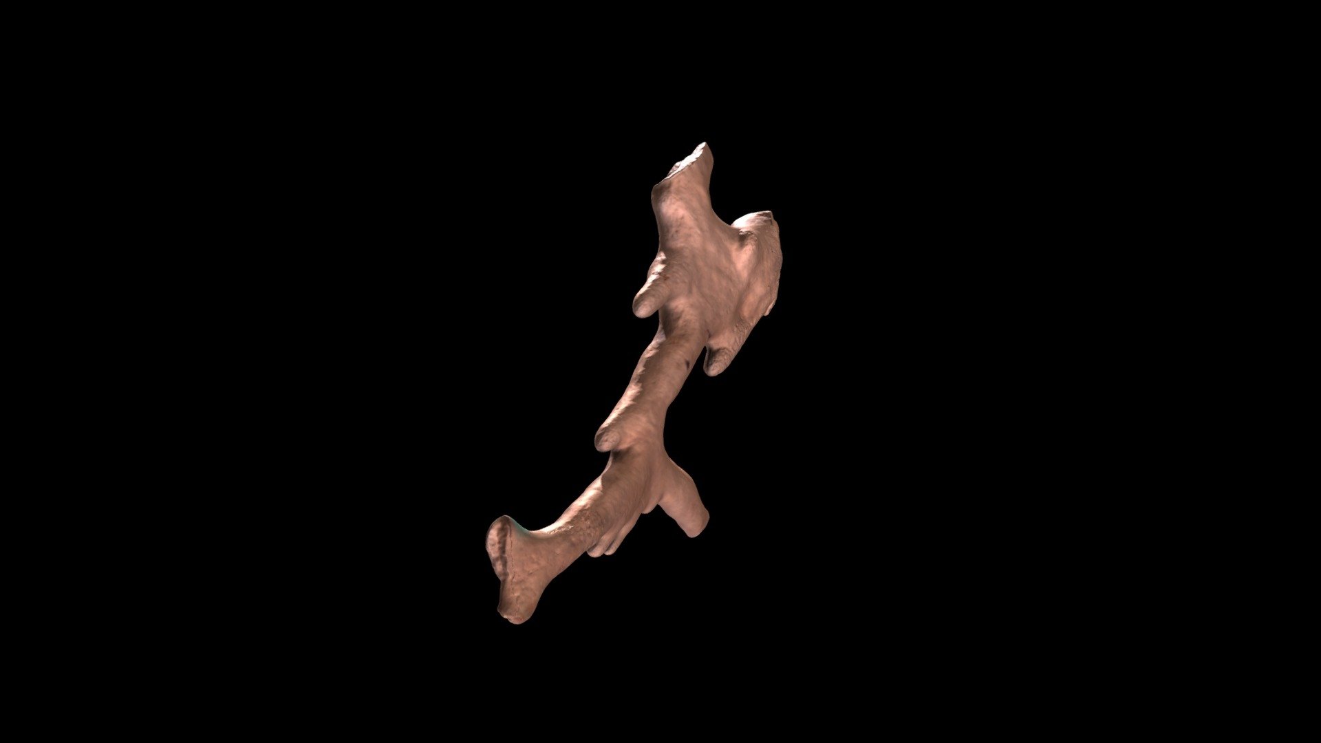 Millepora sp. - 3D model by FRELab [7267503] - Sketchfab