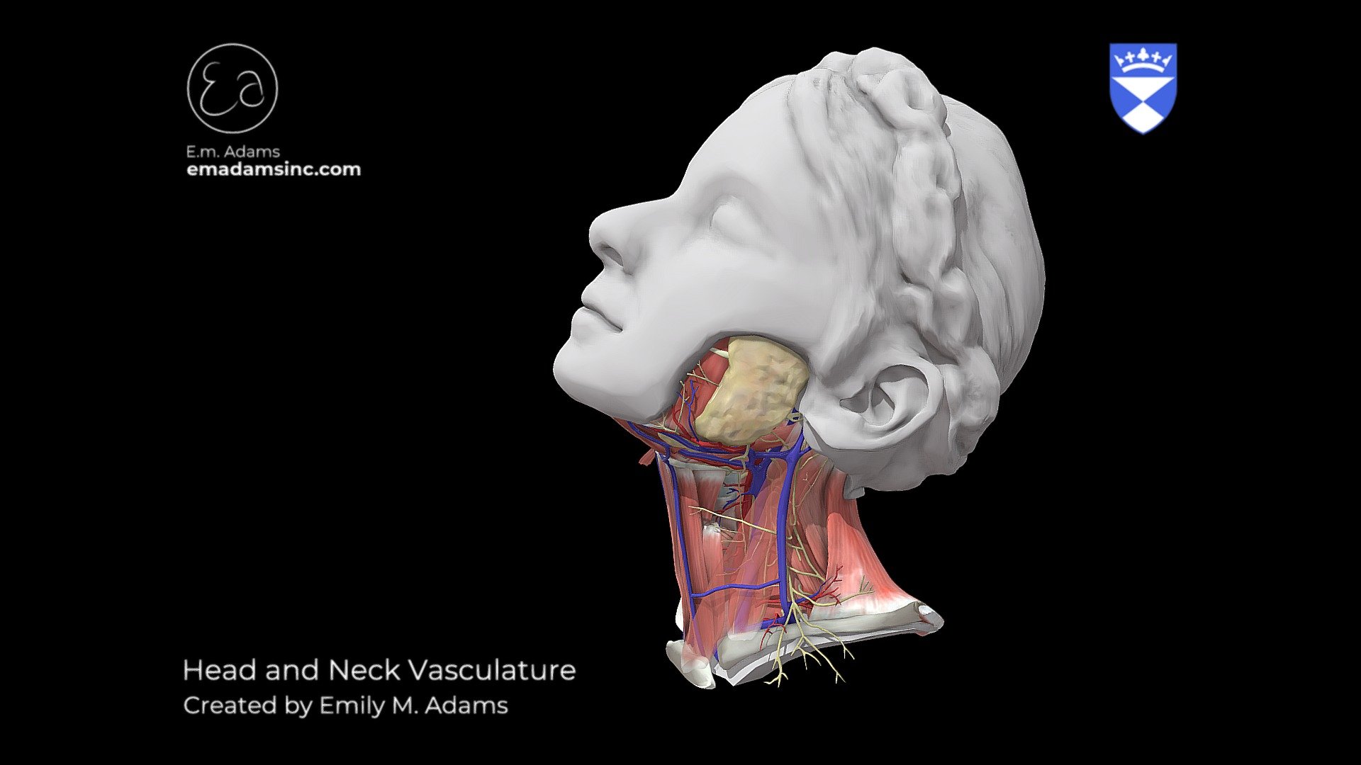 Head and Neck Vasculature