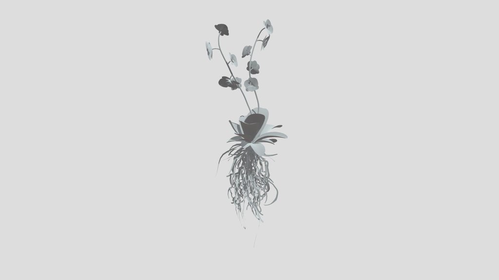 Orchid Tropical Flower Med