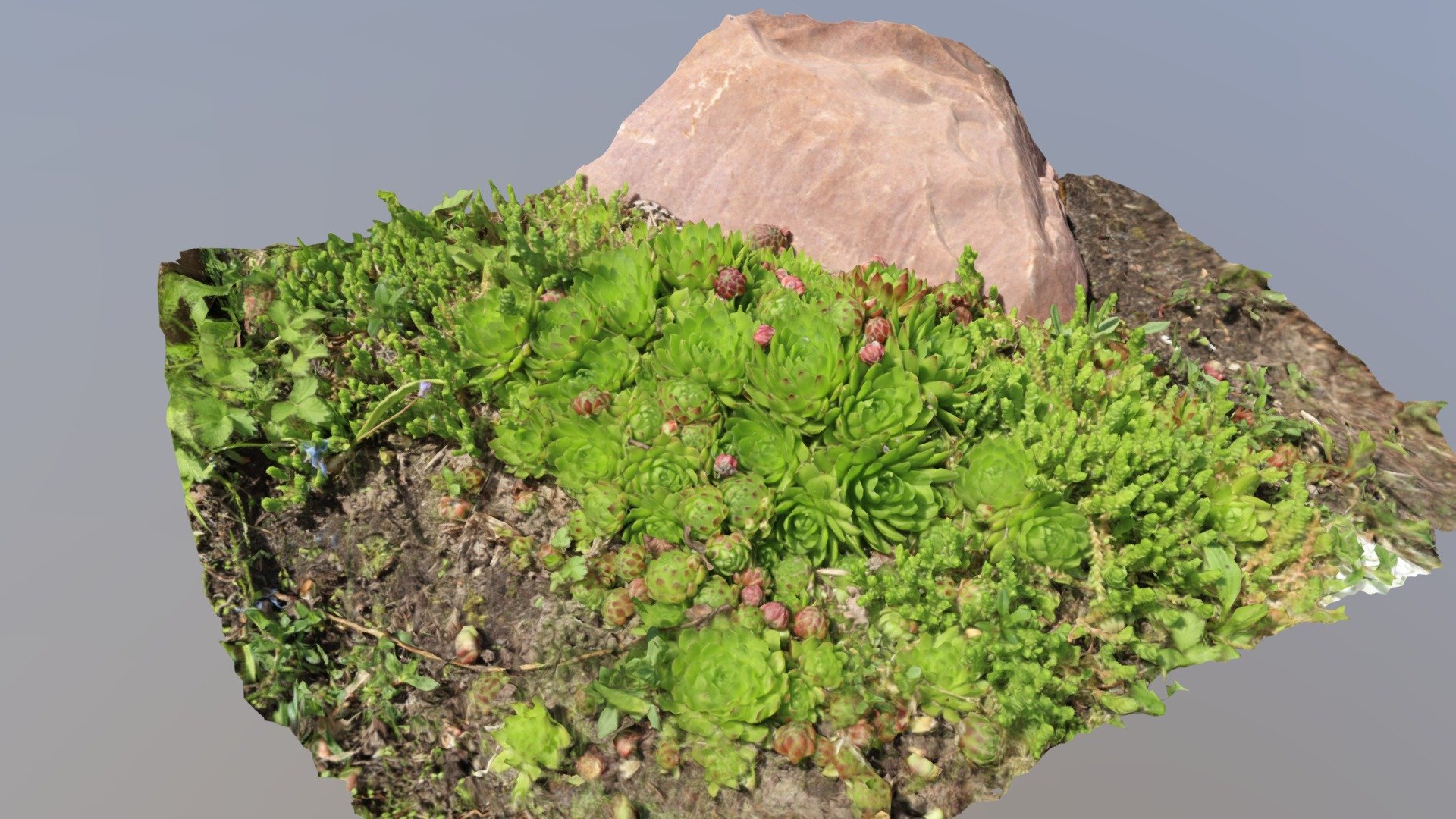 Rock Garden - RC Earth Day submission