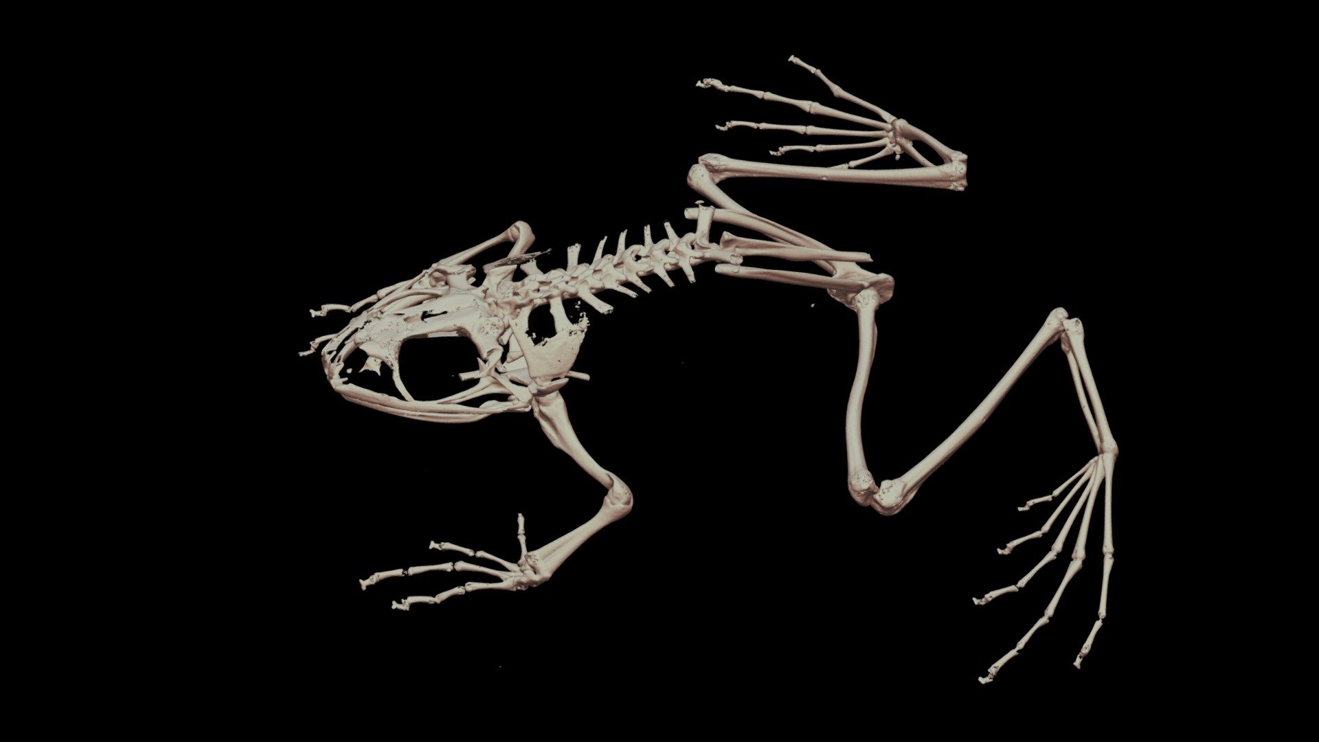 カジカガエル 🐸 CT scan 🦴 ♀ Kajika Frog, B. buergeri - Download Free 3D model ...