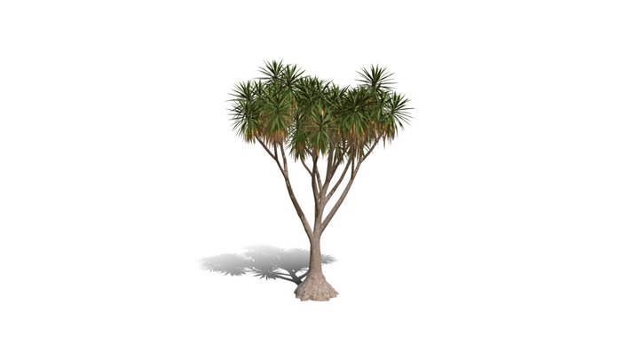 Realistic HD Spineless yucca (25/30) 3D Model