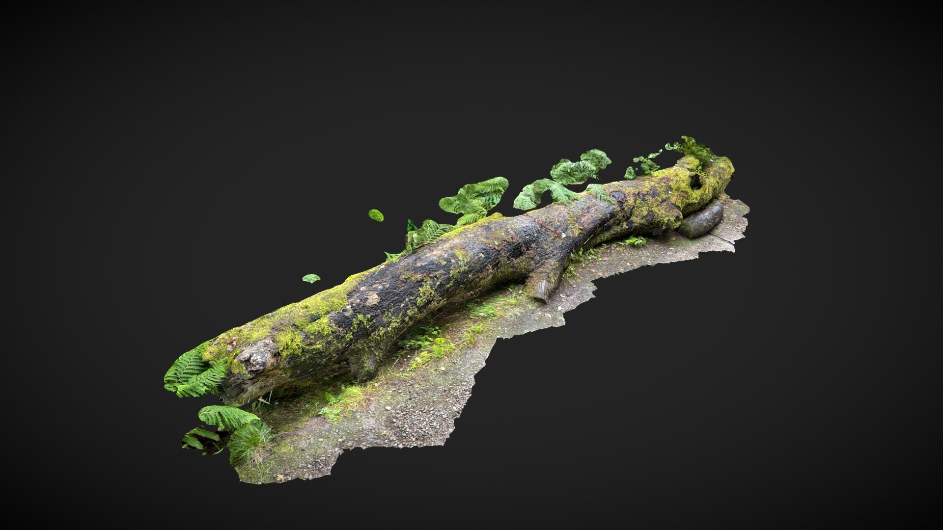 Long mossy log