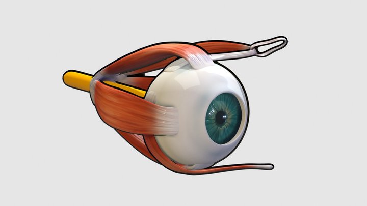 Anatomy of Human Eye with Extraocular Muscles 3D Model