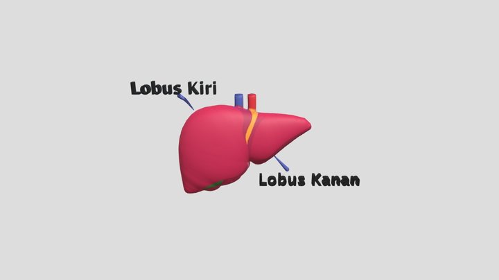 3d Model Liver 3D Model