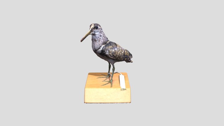 タマシギ剥製 3D Model