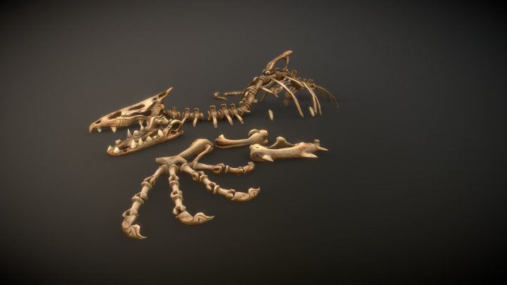 Skelet-1 3D Model