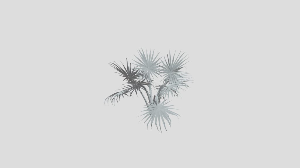 Caraday Palm Sapling Var