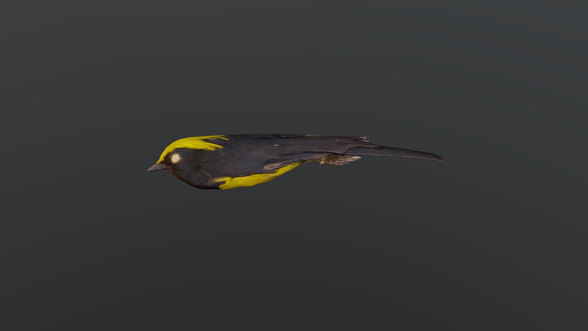 Sultan Tit - Melanochlora sultanea