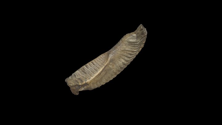 Mammifère - Molaire de mammouth laineux. – Kostenloses 3D-Modell STL