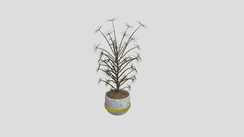 Scheffler Plant