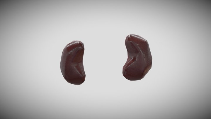 Kidney 3D Model