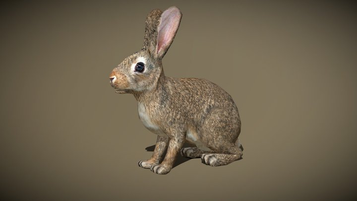 3DRT - wild animals - rabbit 3D Model
