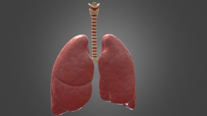 Lungs 3D Model