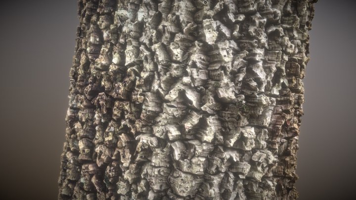 RealityScan - Palm Trunk 3D Model