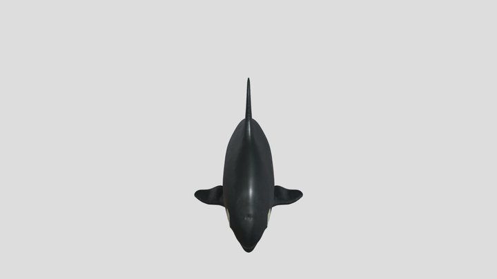 Paus Pembunuh 3D Model