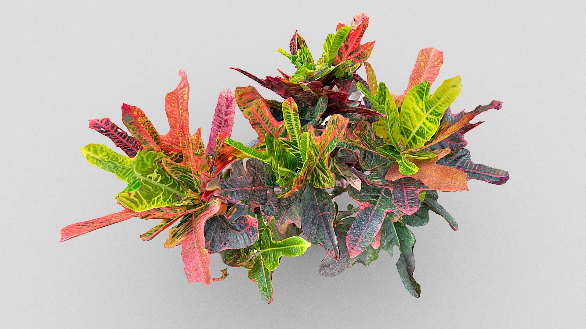 Day 193: Codiaeum variegatum - 1scanaday — Sketchfab embed 3D viewer