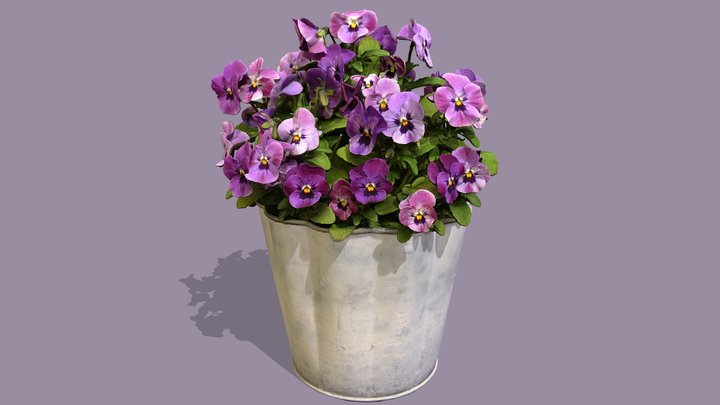 Viola Cornuta plant 3D Model