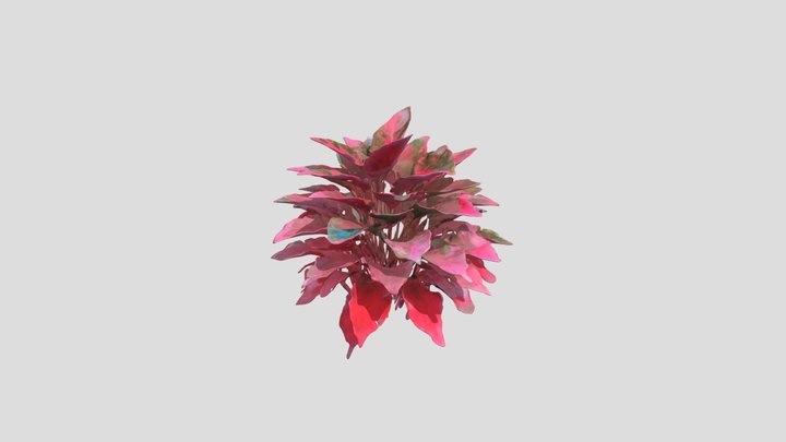 AGLONEMA PINK RIMBUN 3D Model