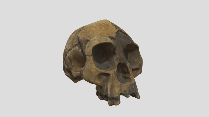Crâne 11 3D Model