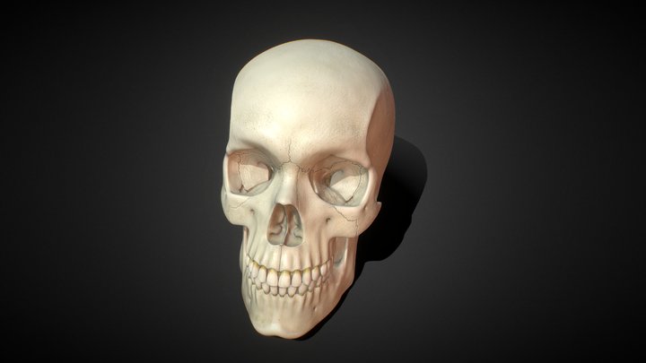 Human Skull Sculpture 3D Model