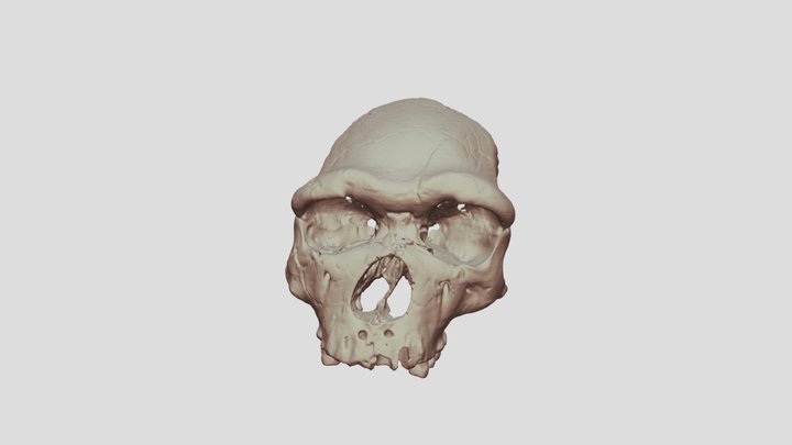 Tautavel Man CT Scan