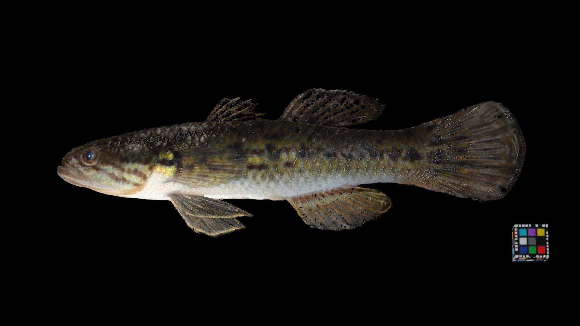 タメトモハゼ Freshwater goby, Ophieleotris sp. 1