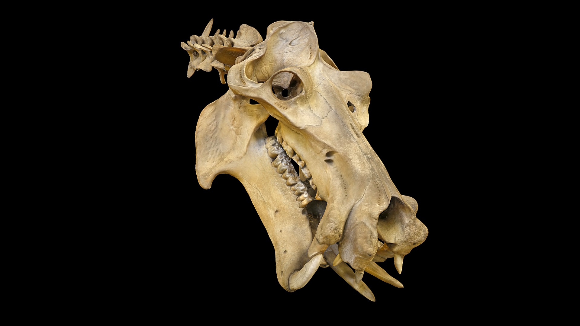 3D model Hippopotamus skull - This is a 3D model of the Hippopotamus skull. The 3D model is about a close-up of a skull.