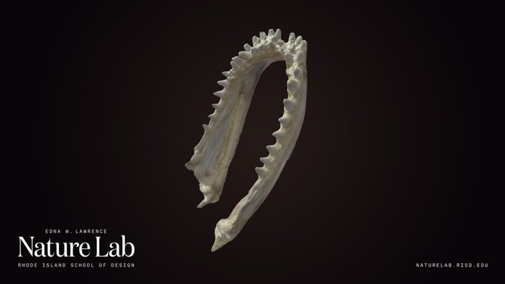 Fish Jaw