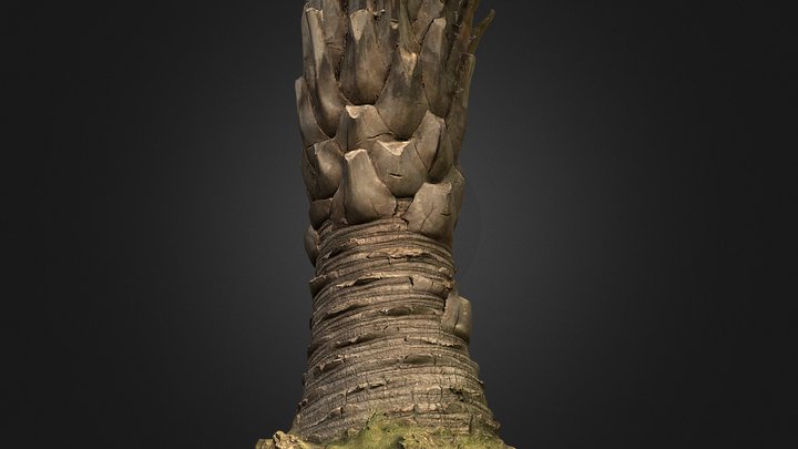 Butia capitata 3D Model