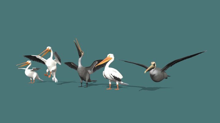 Stylized Pelican (Sea of Thieves inspired) 3D Model