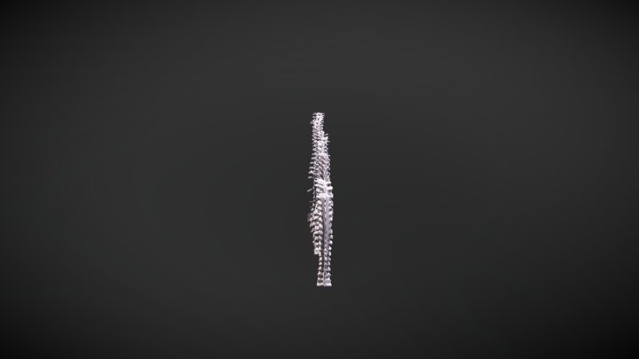 Female Spines 3D Model