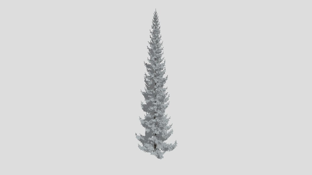 Norway Spruce Picea Abies 18m