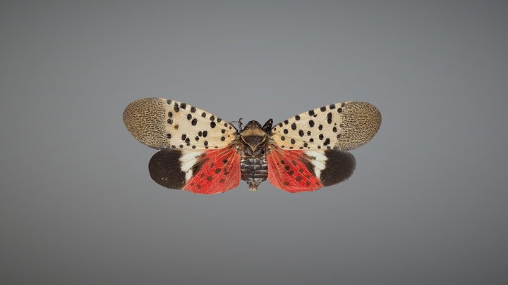 Spotted Lanternfly Female_01 – Free 3D Model STL