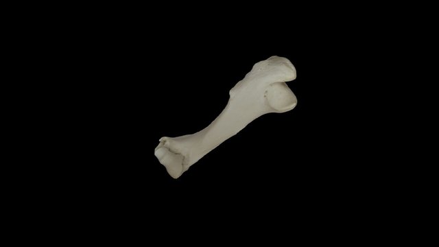 I found this Humerus 3D Model