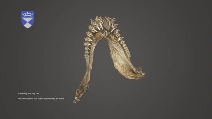 Tiger Shark Lower Jaw – Kostenloses 3D-Modell STL