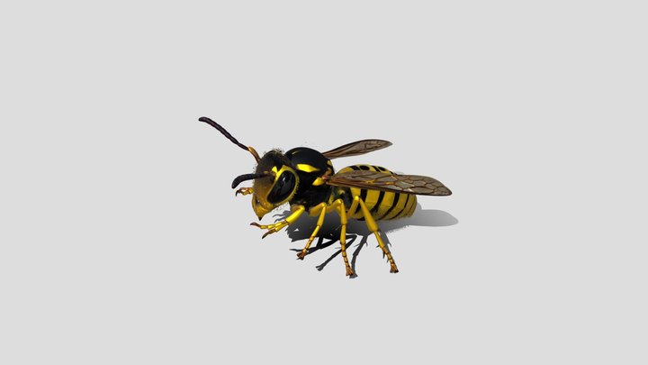 Golden Hornet 3D Model Free – Modello 3D gratuito STL