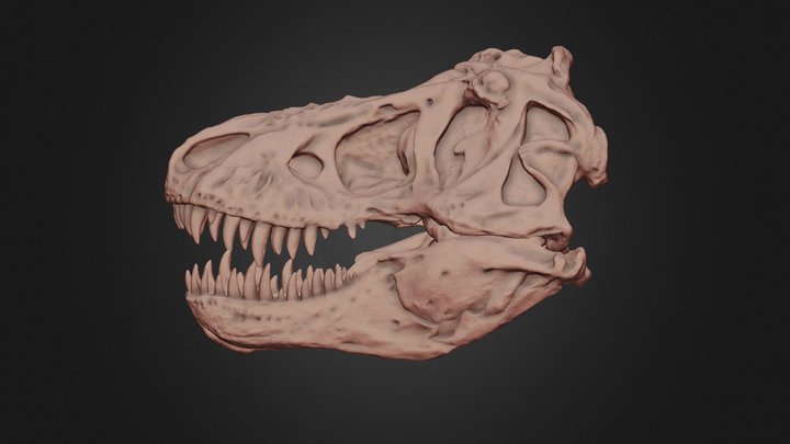 T. rex skull AMNH 5027 3D Model