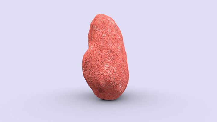 Human Left Lung - 3d Model 3D Model